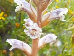 Orobanche minor flowers